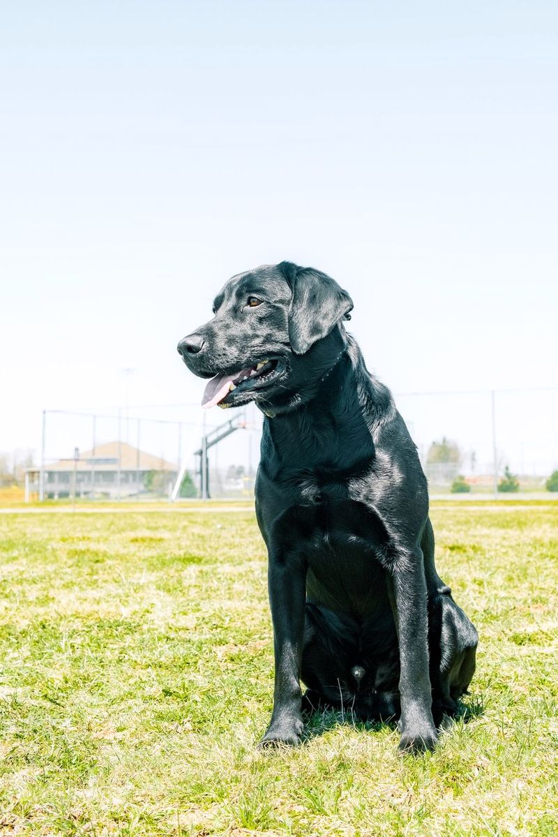Black Labrador sitting on a sports field