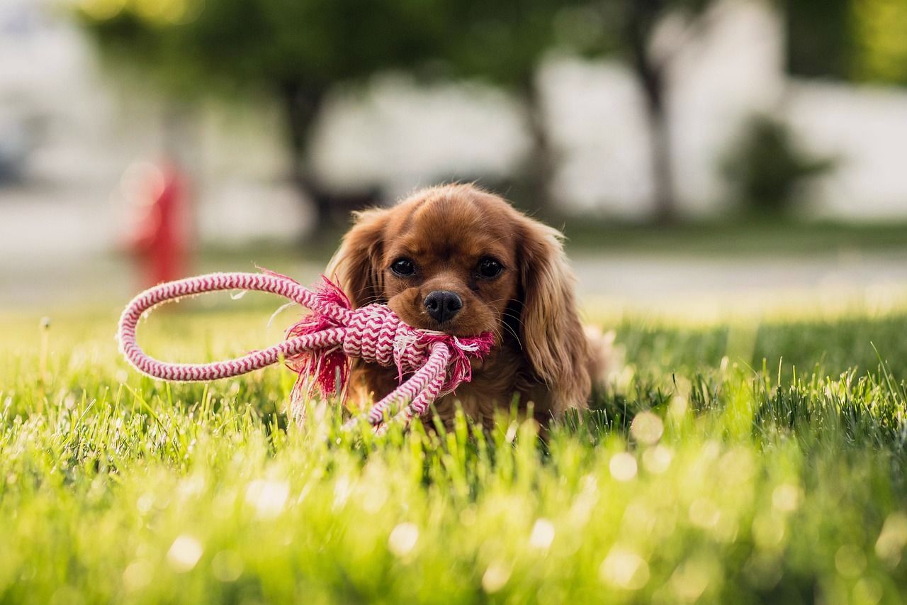 Cavalier puppy carrying a pink rope toy