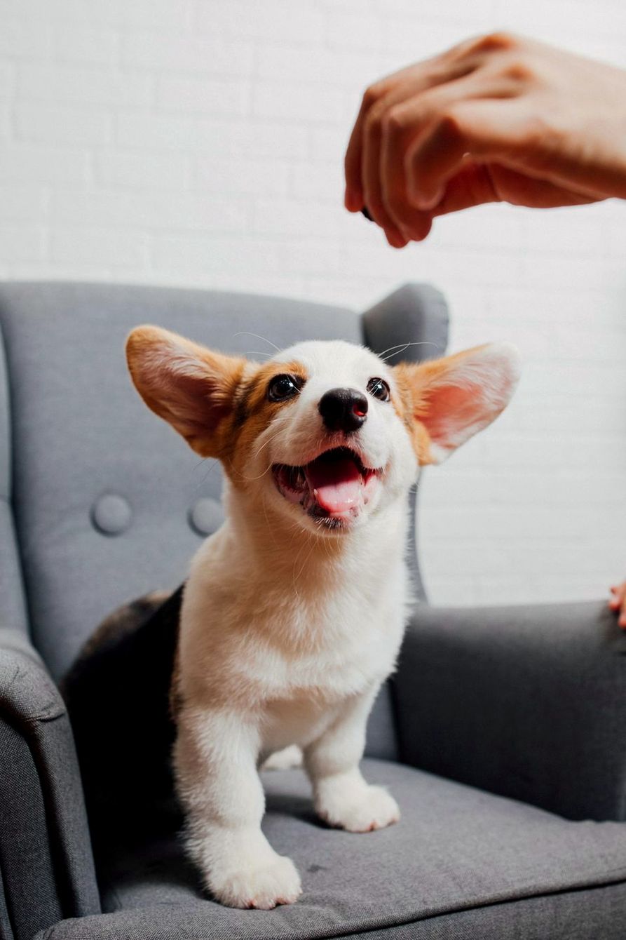 Corgi puppy on a gray chair looking up at a treat