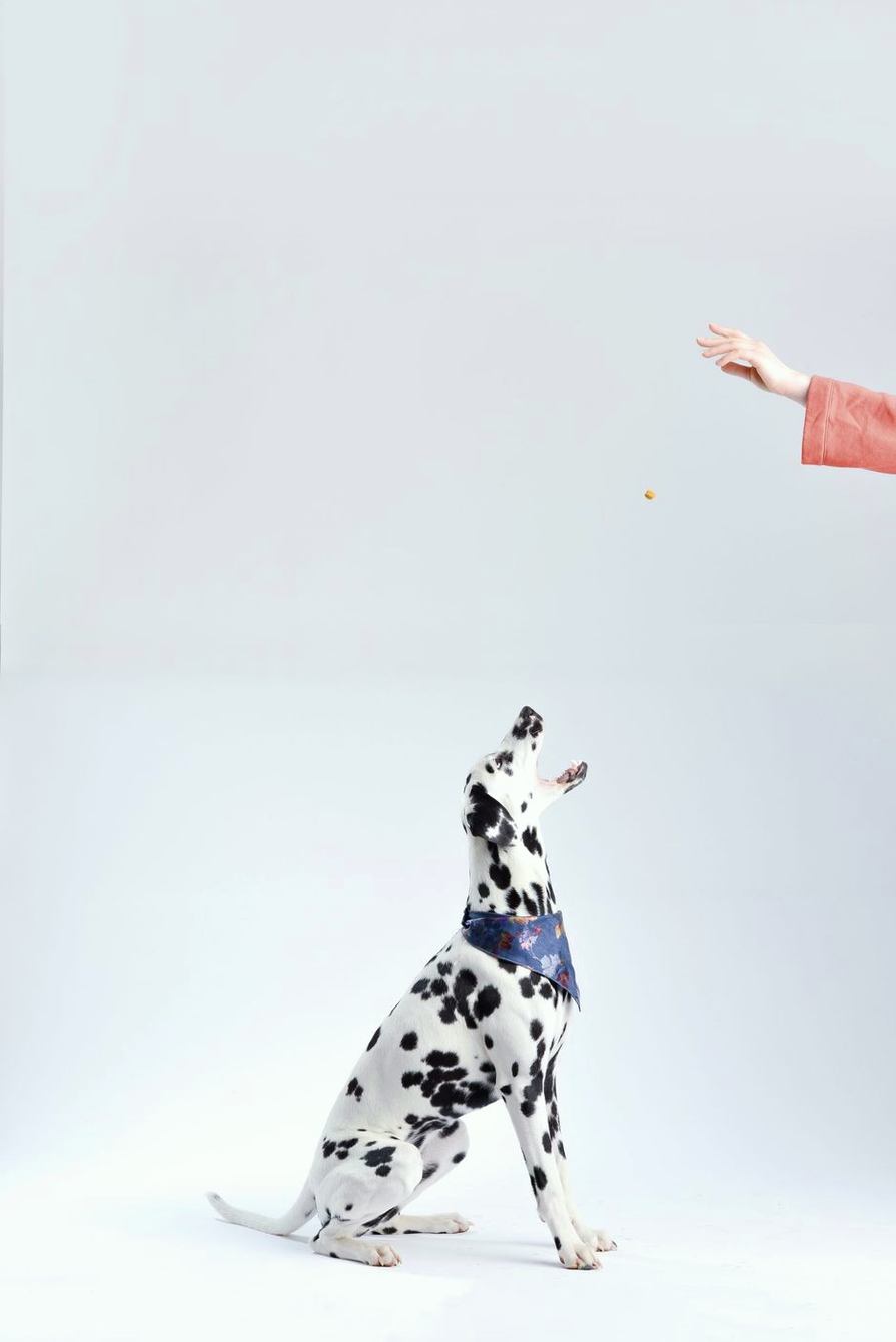 Dalmatian sitting while a hand tosses a treat