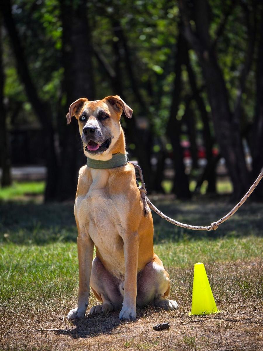 Dog sitting beside a yellow cone on a training line