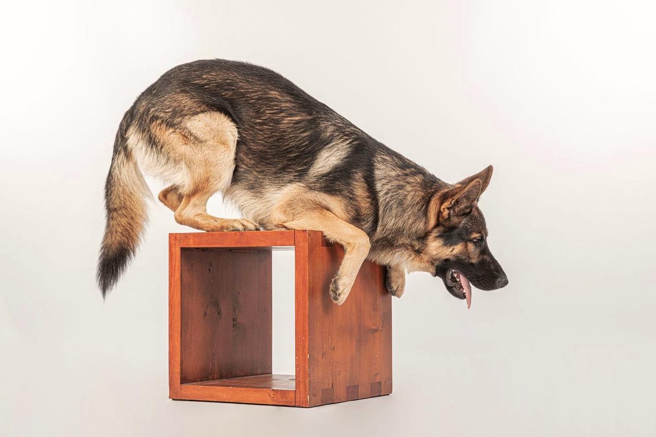 German Shepherd stretching over a wooden cube in a bright studio
