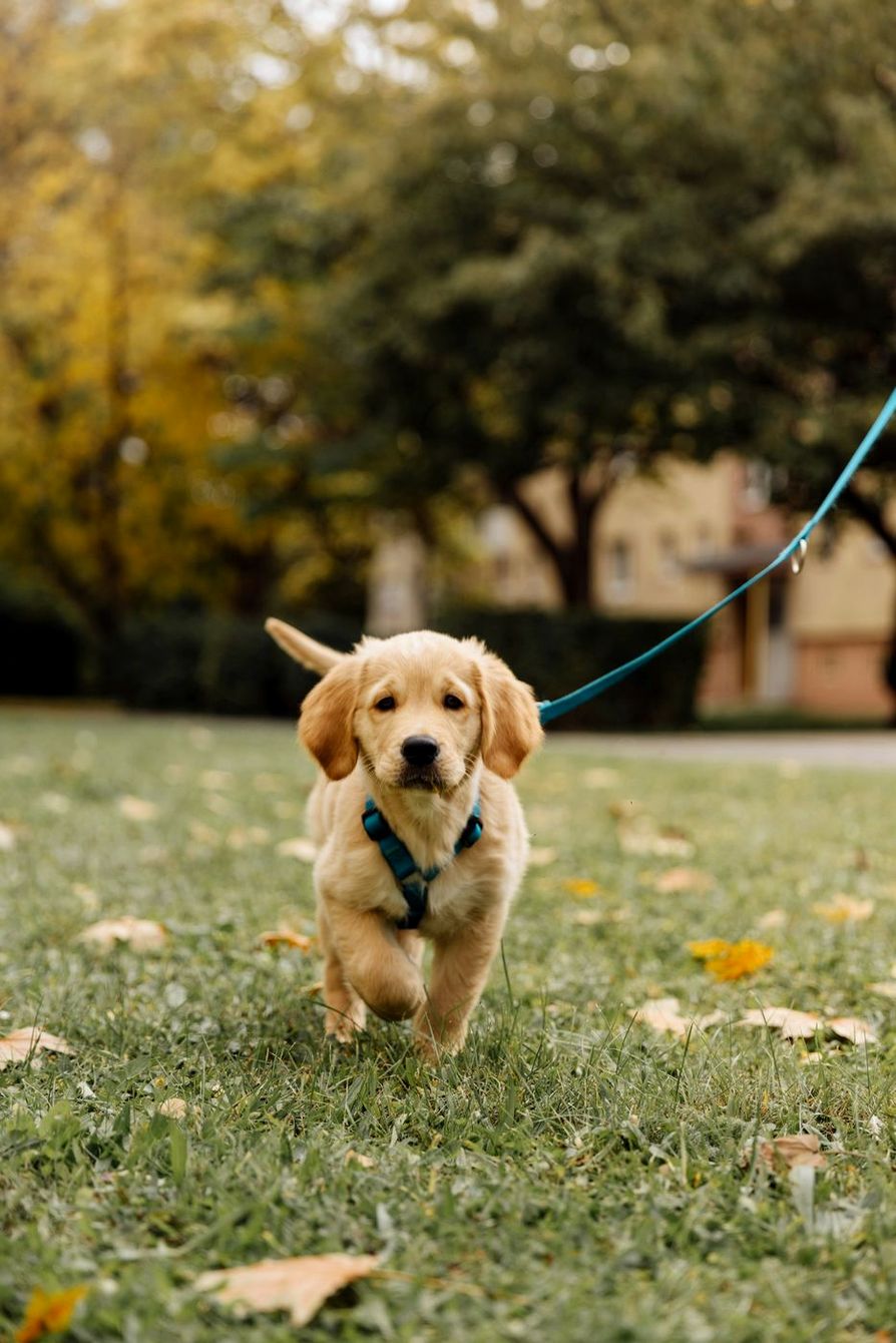 Golden puppy trotting on a teal leash in a park
