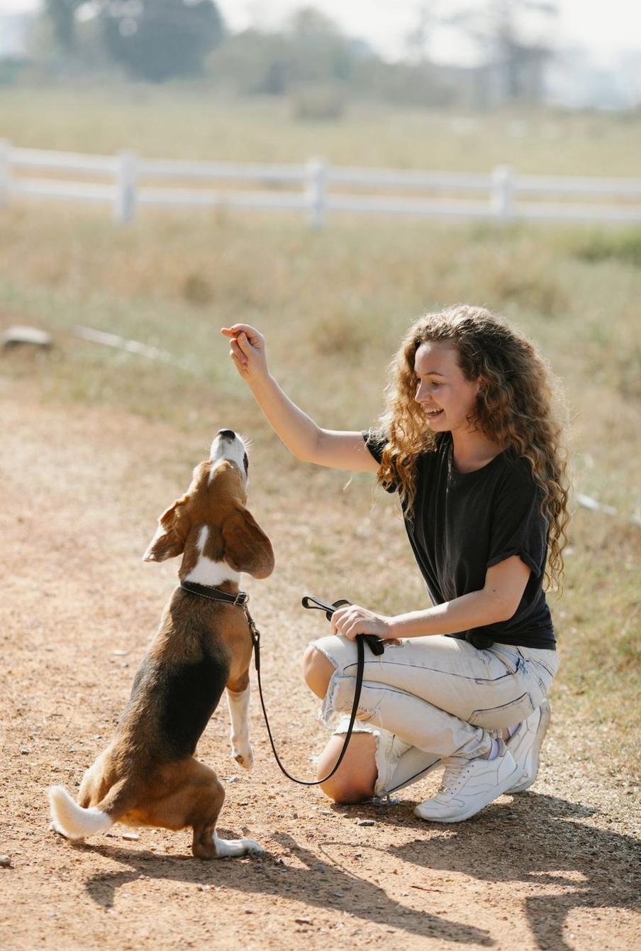 A woman kneeling to reward a Beagle with a treat