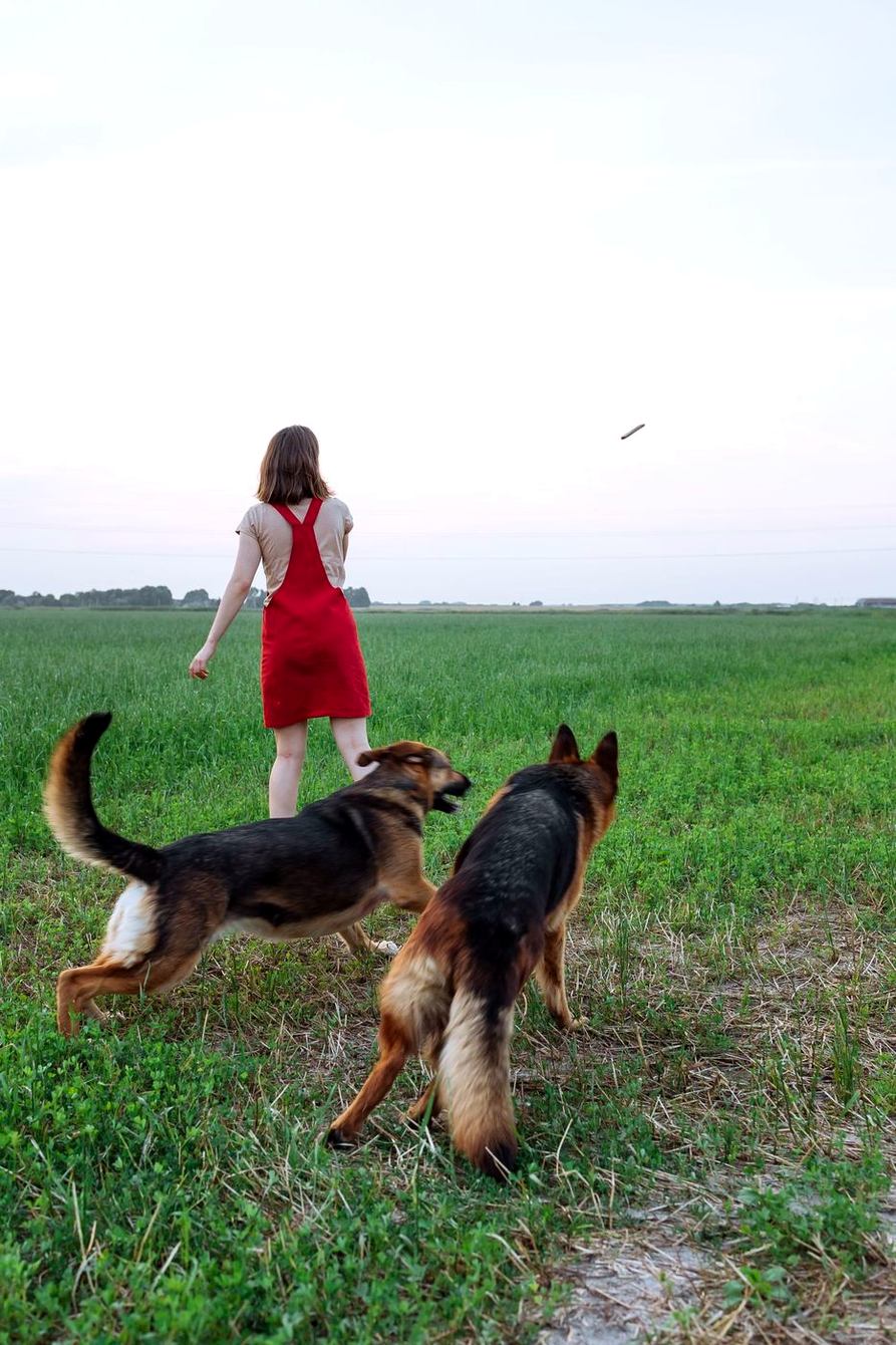 A woman in a red dress walking with two German Shepherds in a meadow